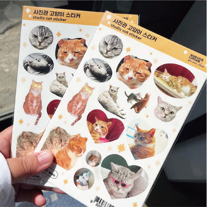 BS STORE - Sticker Les Chats du Photographe