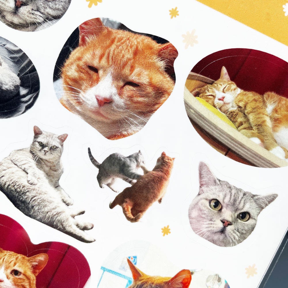 BS STORE - Sticker Les Chats du Photographe